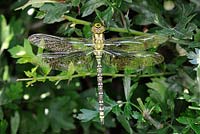 Southern Hawker Dragonfly, aeshna cyanea, male resting in hedgerow, Norfolk, England, July