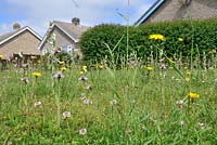 Urban wildflower lawn including Bee Orchids, ophrys apifera, Norfolk, Uk, June