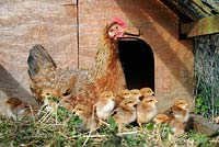 Domestic Chicken with day old chicks, 