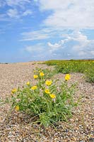 Glaucium flavum - Yellow horned poppy, growing on shingle beach, Norfolk, UK, August