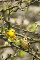 Emberiza citronella - Yellowhammers. Male and Female perched on malus sylvestris - crab apple in Springtime hedgerow, Norfolk, UK, April