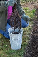 Soaking bare root Carpinus betulus in a solution of water and Mycorrhizal fungi