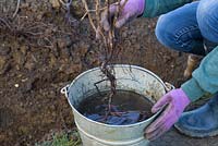 Soaking bare root Rosa rugosa in a solution of water and Mycorrhizal fungi