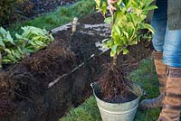 Soaking bare root Cherry Laurel in a solution of water and Mycorrhizal fungi