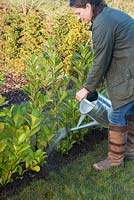Watering a freshly planted row of bare root Cherry Laurel