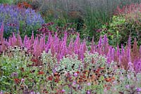 Contrast of colour and shape: spires of Astilbe chinensis var. taquetii 'Purpurlanze' with globes of Pycnanthemum muticum and Helenium 'Rubinzwerg' fading to seed-heads in front. Plants in the background include blue Agastache foeniculum - hyssop, Echinacea purpurea 'Rubinglow', Molinia 'Transparent' and Persicaria 'Firedance'