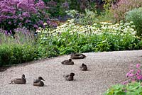Ducks bask on the warm gravel pathway. Salvia nemorosa 'Amethyst', seed-heads of Stachys officinalis 'Rosea', Echinacea purpurea 'Green Edge' and Eupatorium purpureum subsp. maculatum 'Atropurpureum'