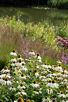 Bank of perennials and grasses with lake in background. Plants include Echinacea purpurea 'Green Edge', Lythrum virgatum and Molinia 'Paul Petersen'