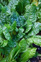 Leaf Beet 'Perpetual spinach'