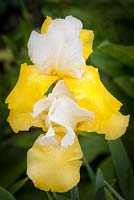 Iris 'Butterpat'