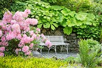 Azalea next to white garden bench on a paved area backed by a stone wall planted with  Darmera, Dryopteris, Hosta and Rodgersia