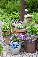 Antique stoneware pots planted with Lobelia, Petunia, Surfinia and Yucca