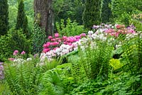 Thuja 'Smaragd', Rhododendron, Darmera peltata, Dryopteris and Hedera helix
