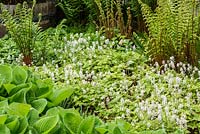Ground covering Tiarella with Hosta and Dryopteris affinis