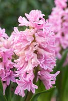 Hyacinthus orientalis 'Fondant'