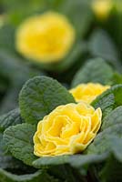 Primula 'Buttercup Yellow' Belarina series