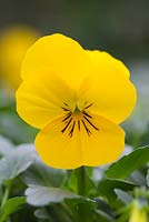 Viola cornuta 'Yellow' Sorbet series