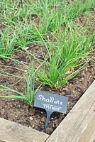 Shallots 'Mikor' row labelled
