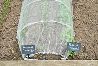 Beetroot 'Boltardy', Radish 'vienna' row growing under insect mesh