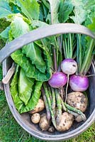 Trug of freshly harvested garden produce, Turnip 'Sweetball', Asparagus, Spring cabbage 'Greyhound' and Early potatoes 'Pentland Javelin'