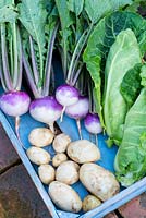 Wooden box of freshly harvested garden produce, Turnip 'Sweetball', Spring cabbage 'Greyhound' and Early potatoes 'Pentland Javelin'