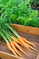 Wooden tray with freshly pulled and washed garden carrots - Daucus carota, 'Flyaway'