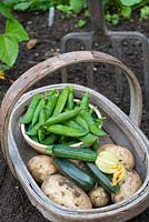 Collection of home grown early summer crops - early potatoes, courgettes and garden peas.
