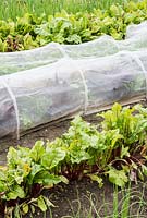 Rows of summer vegetables including beetroot with insect mesh tunnel cloches to prevent carrot fly and cabbage white butterfly.