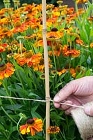 Using twine and canes to support Helenium 'Sahin's Early Flowerer'
