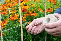 Gardener using twine and canes to support Helenium 'Sahin's Early Flowerer'