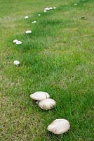 Agaricus campestris - field mushroom or meadow mushroom.