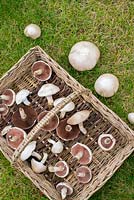 Agaricus campestris - field mushroom or meadow mushroom. Wicker trug with freshly picked specimens.