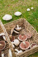 Agaricus campestris - field mushroom or meadow mushroom. 