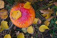 Fly agaric toadstool.