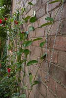Red flowering Mandevilla laxa growing on zig zagged chains on a brick wall