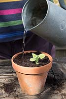 Watering budded Yacon tips