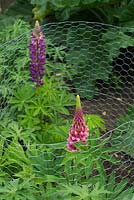 Lupins protected with wire netting against Rabbit damage