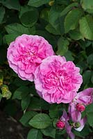 Rosa 'Englands Rose' 'Auslounge'