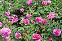 Rosa 'Englands Rose' 'Auslounge'