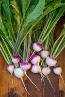 Harvested baby Turnips 'Sweetbell F1'