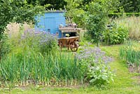 Informal rustic allotment with flowering Phacelia, onion crop and blue painted storage shed.
