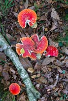 Amanita muscaria, commonly known as the fly agaric or fly amanita.