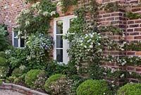 Climbing plants and hanging baskets in a white and pale blue colour scheme on brick wall of front of traditional cottage.  Cheshire, June. 