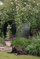 Pet Labrador dogs on lawn in front of traditional cottage garden style rose covered archway with terracotta pot of clematis.  Cheshire, June. 