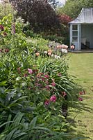Summer border with pink and white colour themed planting.  Including poppies.  View across lawn to pale blue painted summerhouse. Cottage garden, June.  Cheshire.