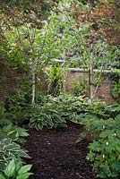 A newly planted shady garden corner with birch saplings underplanted with hostas and finished with bark mulch.  Cheshire, June. 