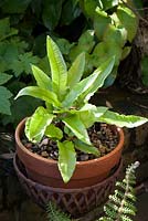 Asplenium scolopendrium - Harts tongue fern, hardy shade perennial grown in pot in May  