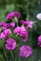Dianthus 'Tickled Pink' - deep magenta hardy garden pink, scented perennial in June