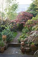 Town garden in May. Gravel path through small urban garden. Acer - Japanese maple and Betula - birch with perennial ferns in pots,  mixed border with herbs 