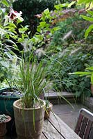 Pennisetum in tall clay pot on table with in October 